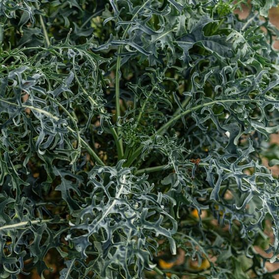 Kale 'Jagallo Nero' - Seeds