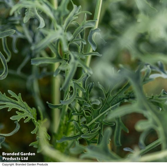 Kale 'Jagallo Nero'