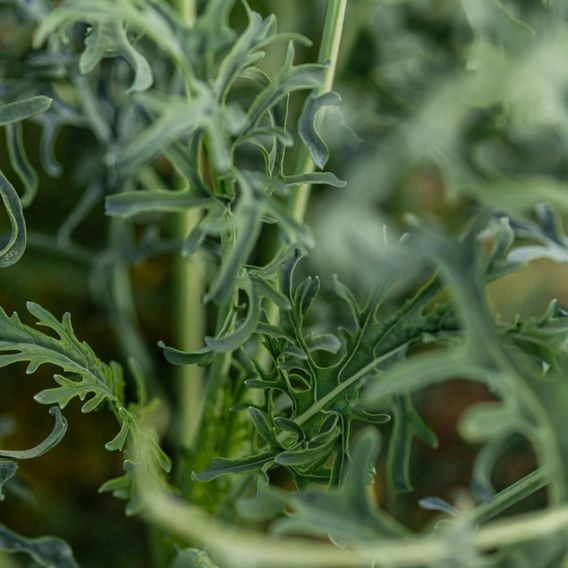 Kale 'Jagallo Nero' - Seeds