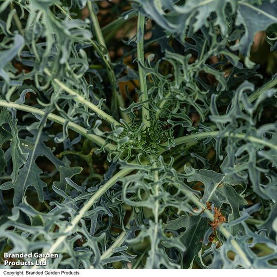 Kale 'Jagallo Nero'