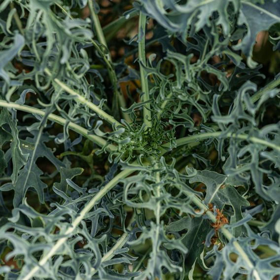 Kale 'Jagallo Nero' - Seeds