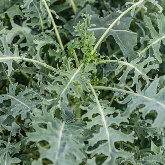 Kale 'Jagallo Nero' - Seeds
