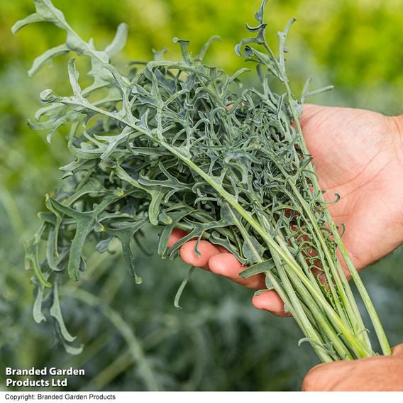 Kale 'Jagallo Nero'