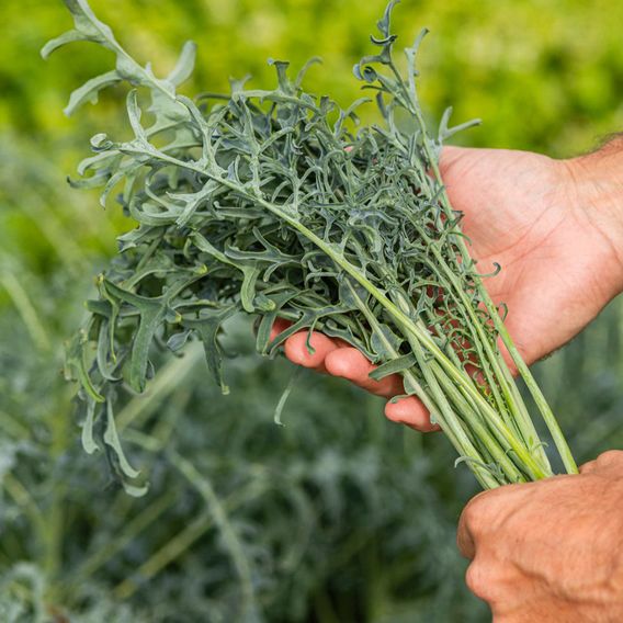 Kale 'Jagallo Nero' - Seeds