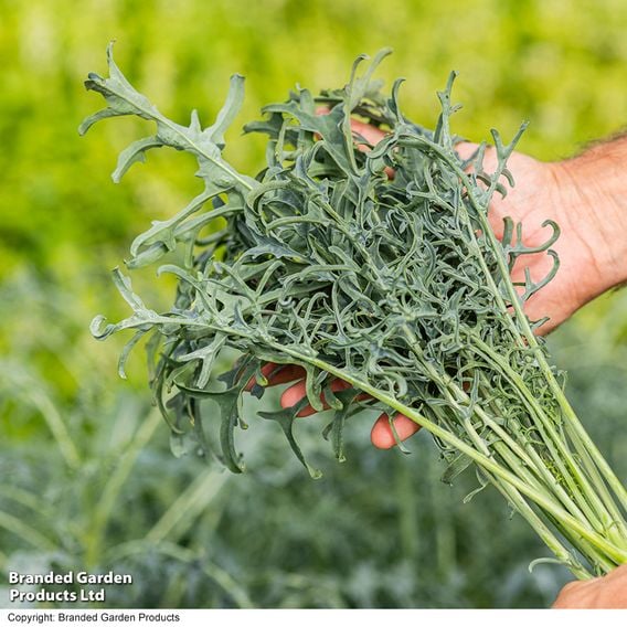 Kale 'Jagallo Nero'