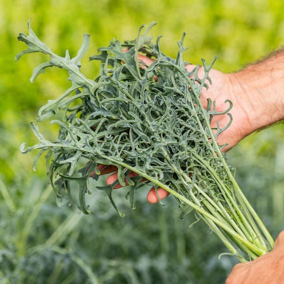 Kale 'Jagallo Nero' - Seeds