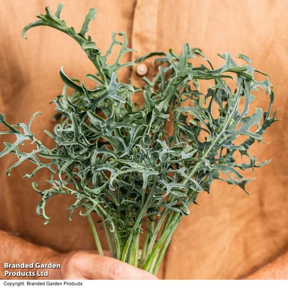Kale 'Jagallo Nero'