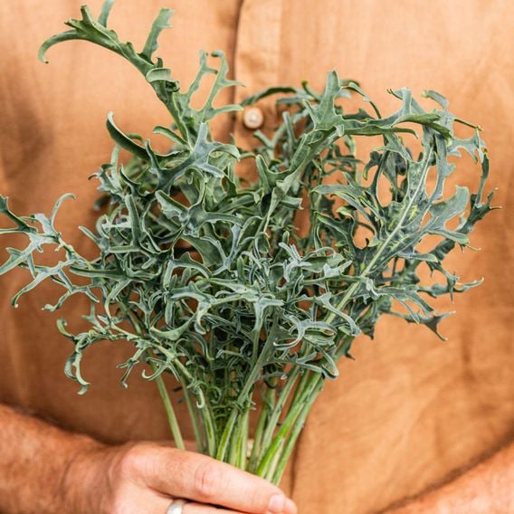 Kale 'Jagallo Nero' - Seeds
