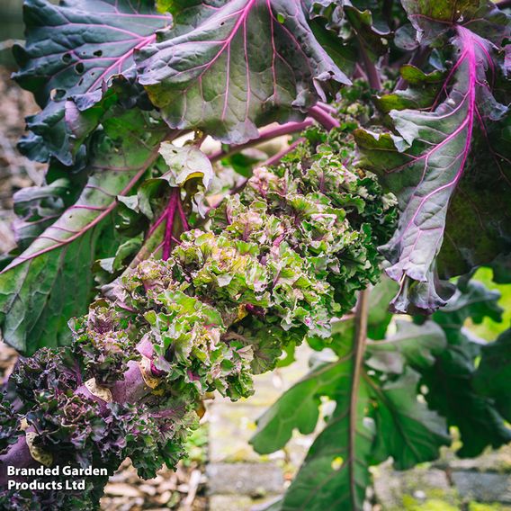 Kalettes®