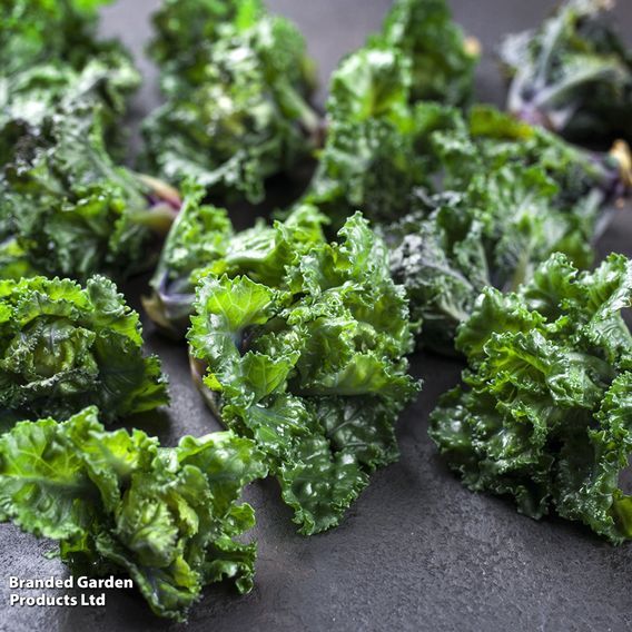 Kalettes®