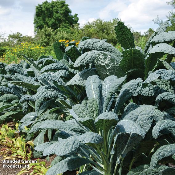 Kale 'Nero Di Toscana' - Seeds