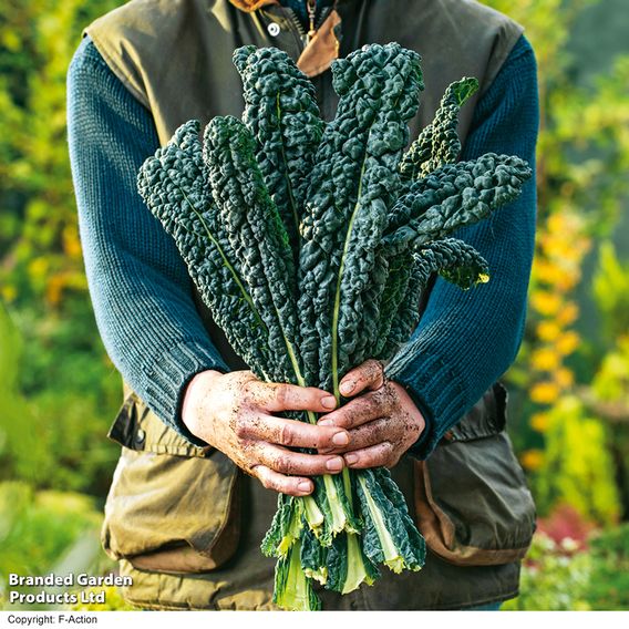 Kale 'Nero Di Toscana' - Seeds