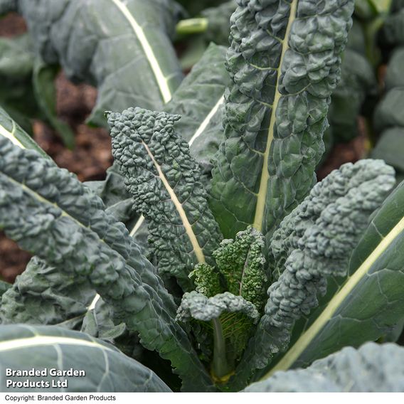 Kale 'Nero Di Toscana' - Seeds