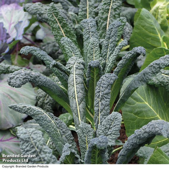 Kale 'Nero Di Toscana' - Seeds
