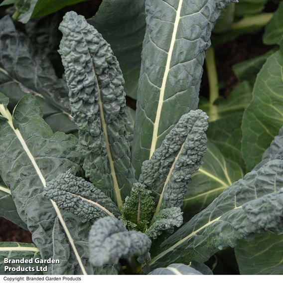 Kale 'Nero Di Toscana' - Seeds
