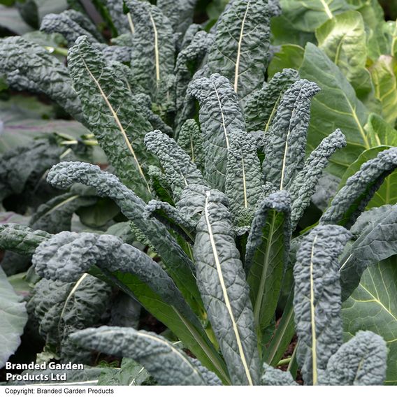 Kale 'Nero Di Toscana' - Seeds