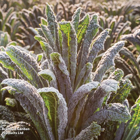 Kale 'Nero Di Toscana' - Seeds