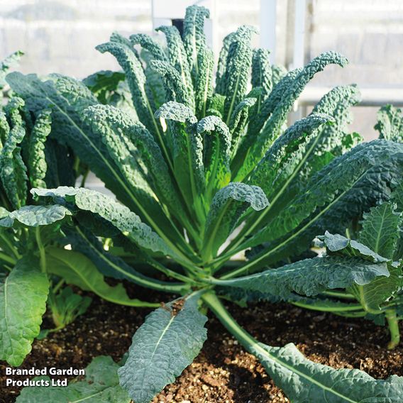 Kale 'Nero Di Toscana' - Organic Seeds
