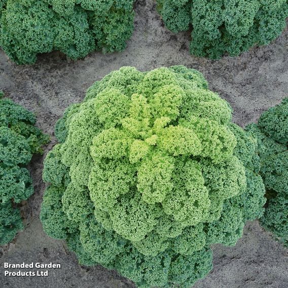 Kale 'Oldenbor 'F1 - Seeds