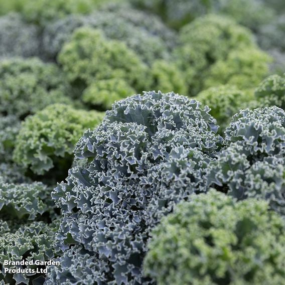 Kale 'Oldenbor 'F1 - Seeds