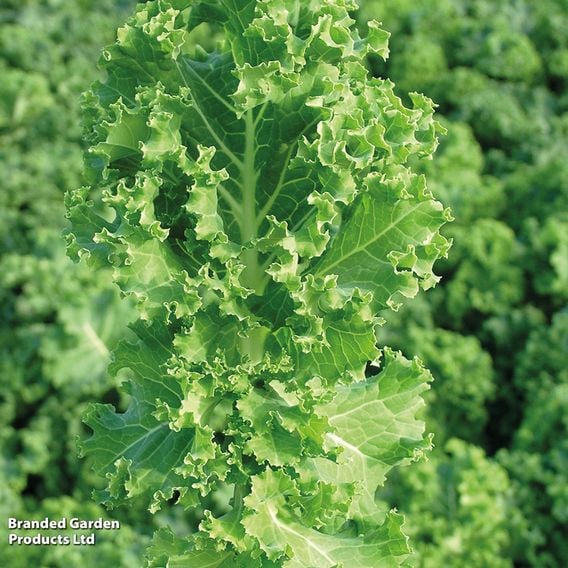 Kale 'Pentland Brig' - Organic Seeds