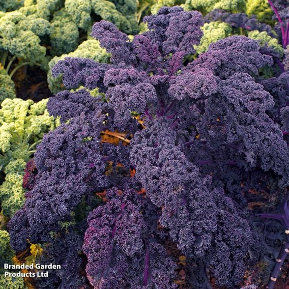Kale 'Redbor' F1 - Organic Seeds