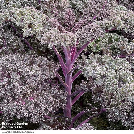 Kale 'Sunbor' F1 - Seeds