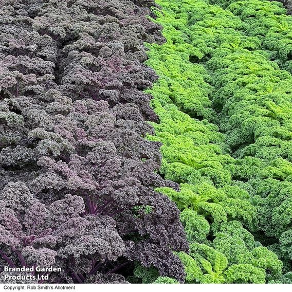 Kale 'Sunbor' F1 - Seeds