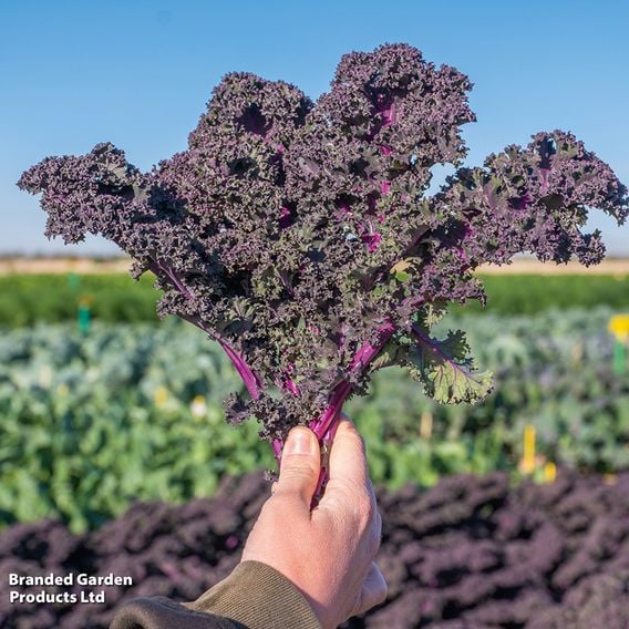 Kale 'Sunbor' F1 - Seeds