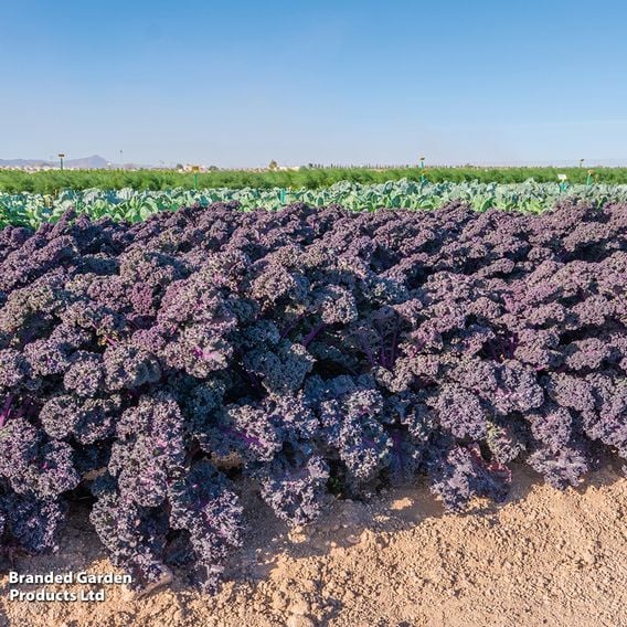 Kale 'Sunbor' F1 - Seeds