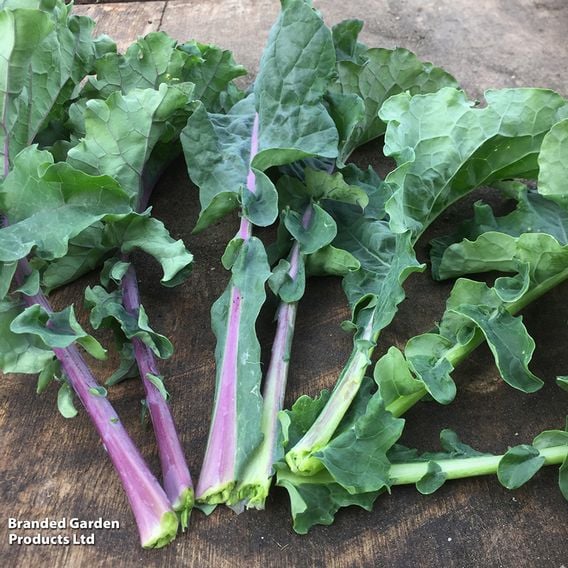 Kale 'Tuscan Rainbow' - Organic Seeds