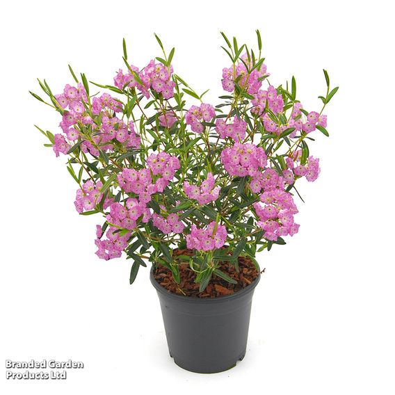 Kalmia polifolia