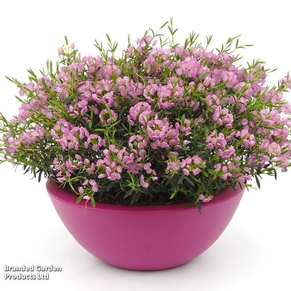 Kalmia polifolia