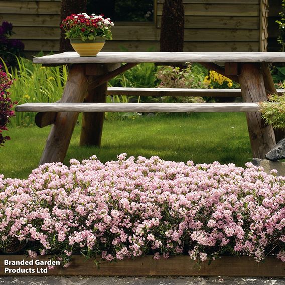 Kalmia polifolia