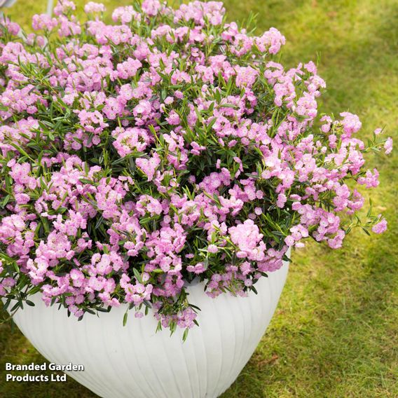 Kalmia polifolia