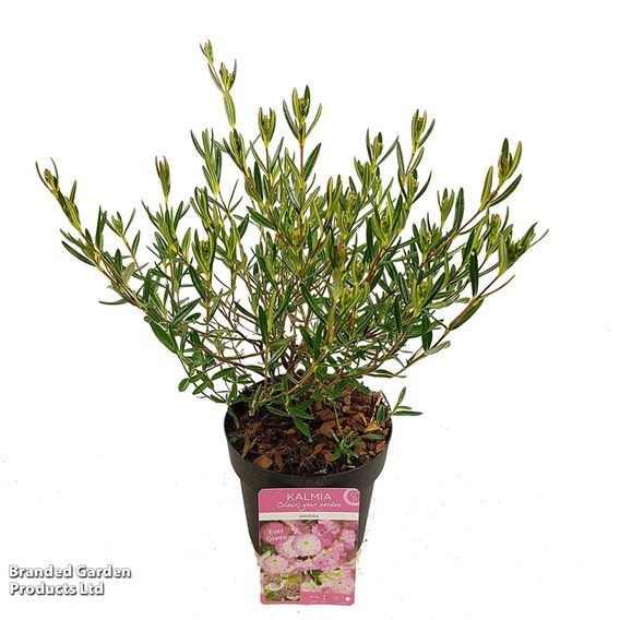 Kalmia polifolia