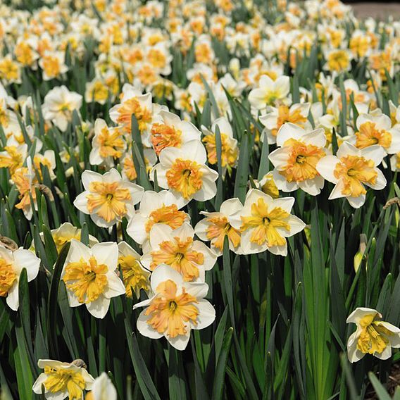 Daffodil Hungarian Rhapsody