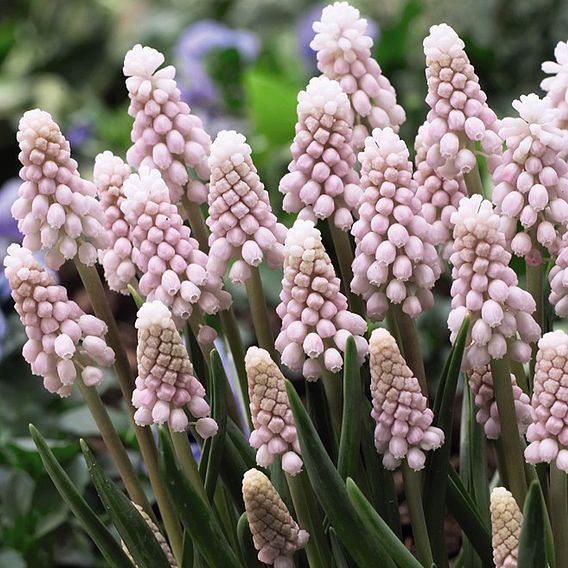 Muscari 'Pink Sunrise'