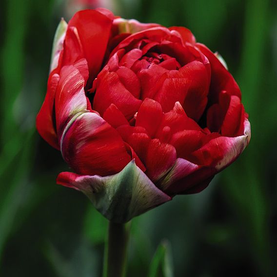 Tulip 'Boombastic Red'