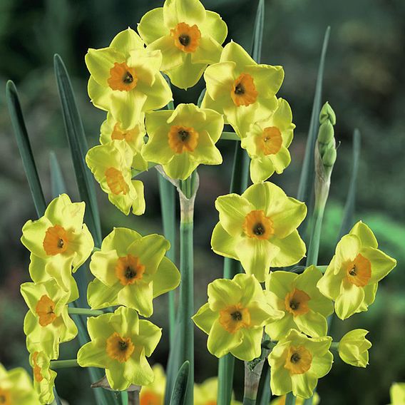 Narcissus 'Golden Dawn'