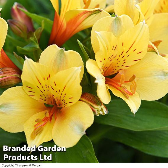 Alstroemeria 'Valley' Collection (Summer Paradise Series)