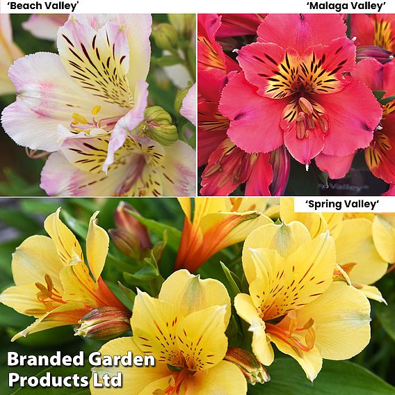 Alstroemeria 'Valley' Collection (Summer Paradise Series)