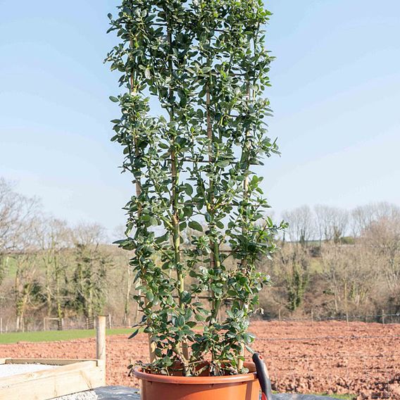 Ceanothus griseus var. horizontalis 'Yankee Point'