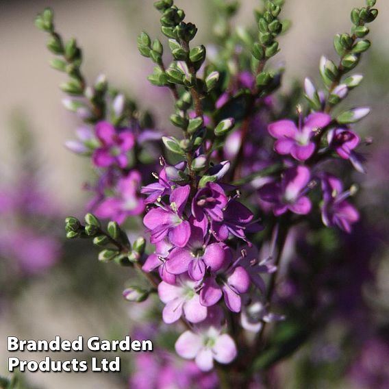 Hebe 'Garden Beauty Purple'