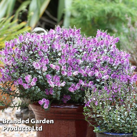 Hebe 'Garden Beauty Purple'
