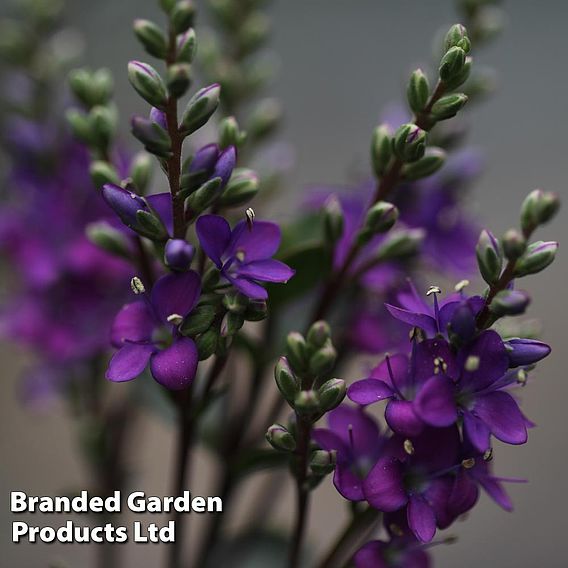 Hebe 'Garden Beauty Purple'