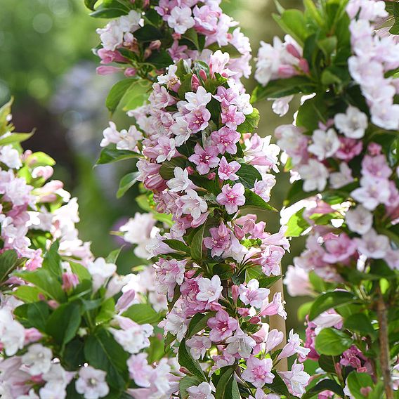 Weigela Towers of Flowers® 'Apple Blossom'