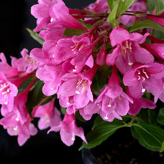 Weigela Towers of Flowers® 'Cherry'