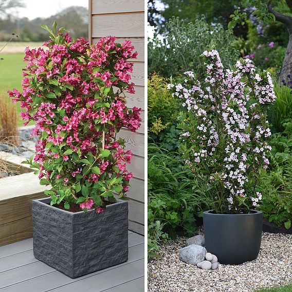 Weigela 'Towers of Flowers'® Duo