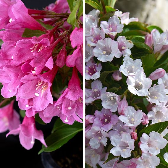 Weigela 'Towers of Flowers'® Duo